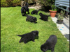 Beautiful Newfoundland puppies in Galway 5